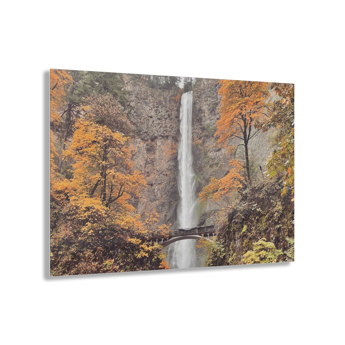 Falling for Fall - Acrylic Print